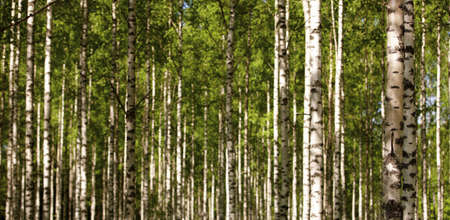 Finnish old-growth forest in the summerの写真素材