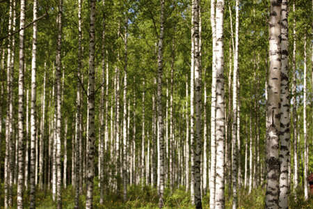 Finnish old-growth forest in the summerの写真素材
