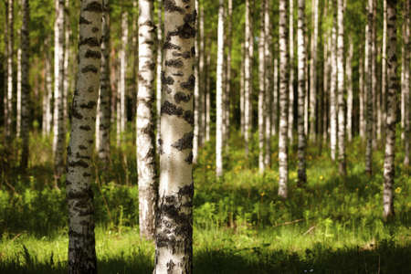 Finnish old-growth forest in the summerの写真素材
