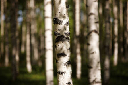 Finnish old-growth forest in the summerの写真素材