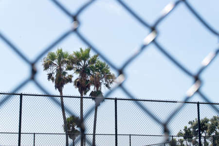 Palm trees framed by chain link fence in prison, gulag, labour camp, school or unwanted institution. Dreaming of freedom.の写真素材