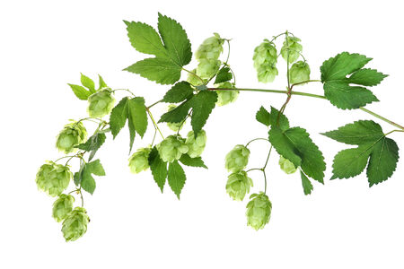 Twig with hopの写真素材