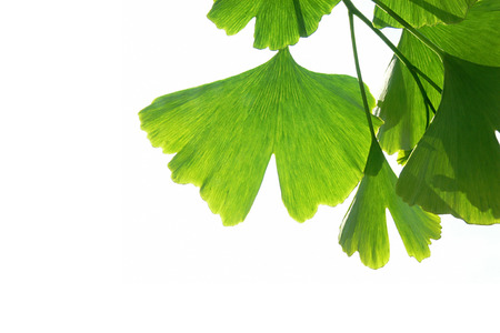 Homeopathy with ginkgo
