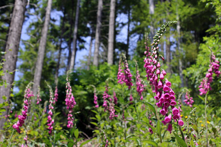 Foxgloves in the forestの写真素材