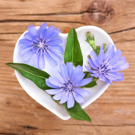 Homeopathy and cooking with chicoryの写真素材