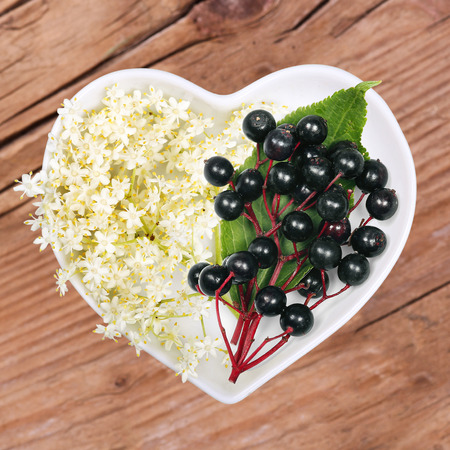 Homeopathy and cooking with elder, sambucusの写真素材