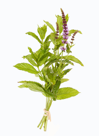 Peppermint with blossomの写真素材