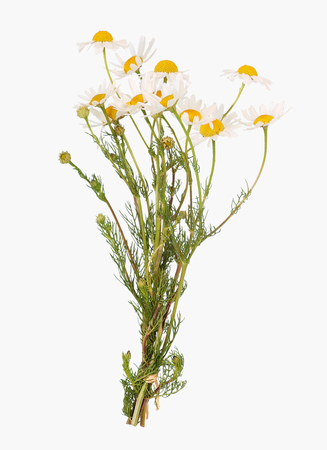 Chamomile flower, Matricaria chamomillaの写真素材