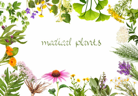 Frame with medical plantsの写真素材