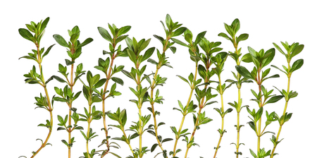 Savory herb plans, isolatedの写真素材