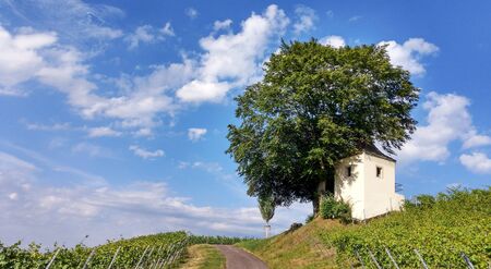 Cottage in the vineyard in MÃ¼llheimの写真素材