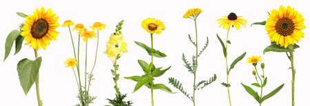 Selection of yellow garden flowersの写真素材