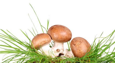 Brown mushrooms in the grass, stone champignonsの写真素材