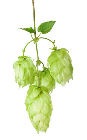 Branch with ripe hop cones, isolatedの写真素材