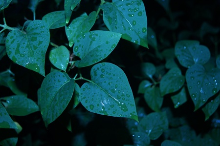 Leaves after the rainの写真素材