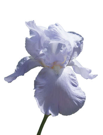 Purple iris 2の写真素材