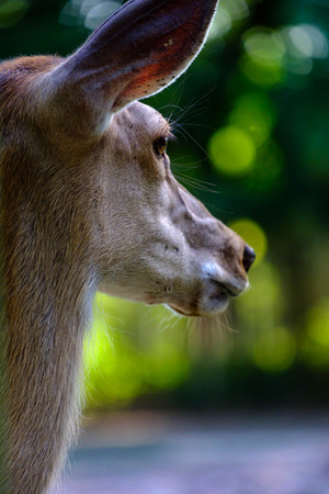 Deer face close upの写真素材