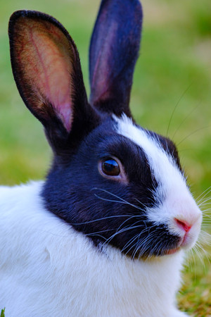 White rabbit with black spots on the grass