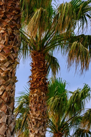 Antalya, Turkey. Palm tree closeup on the Mediterranean coastの写真素材