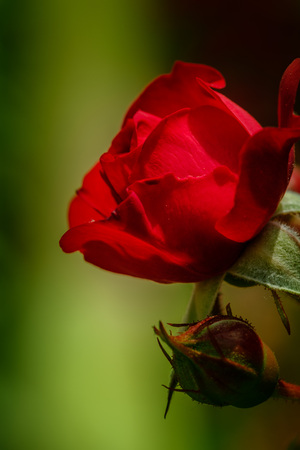 Red rose close up on green background. Rose in the gardenの写真素材