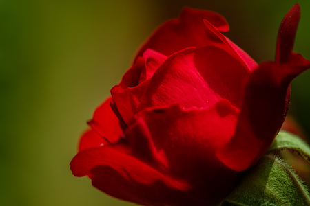 Red rose close up on green background. Rose in the gardenの写真素材