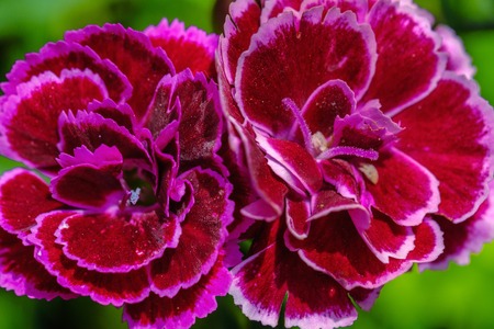 Pink carnation closeup on a green background. Carnation in the garden
