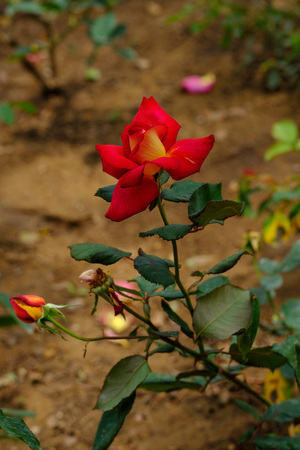 Red rose close up on green background. Rose in the gardenの写真素材