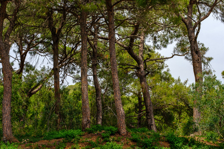 Antalya, Turkey. Pines in the park in summer close-up.の写真素材