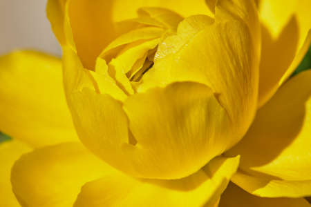 Gentle buttercups in the garden on a sunny day close-up