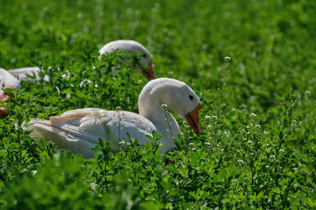 White geese in green grass on a walk in the field close-upの写真素材