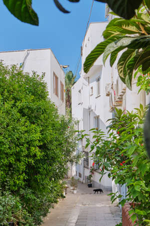 Colorful streets with white houses and curly flowers in Bodrumの写真素材