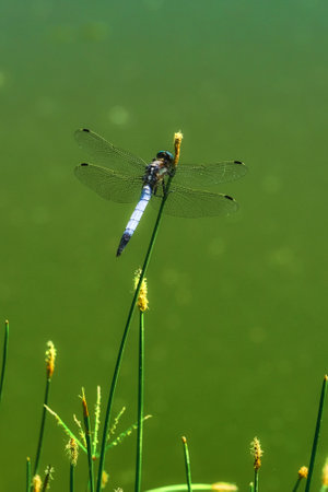 Dragonfly in green grass on a summer sunny dayの写真素材