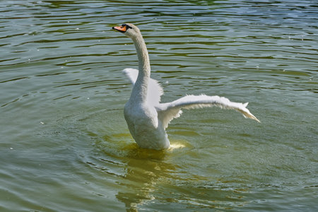 White swans swim in a pond on a summer sunny dayの写真素材