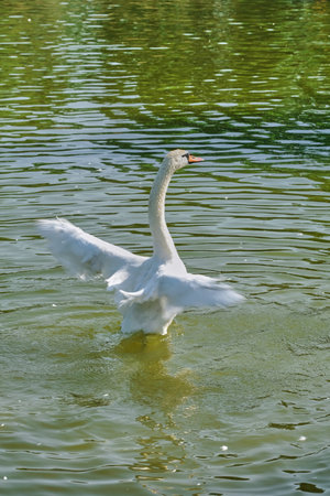 White swans swim in a pond on a summer sunny dayの写真素材