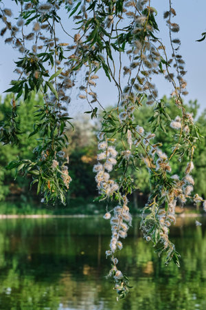 Branches of weeping willow against the background of the lake on a summer sunny day close -upの写真素材