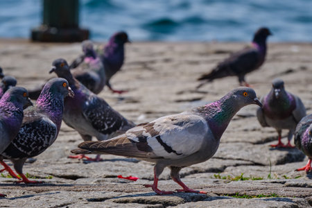 Istanbul, Turkey. Pigeons on the shores of the Bosphorus near Ortakoy Mosqueの写真素材