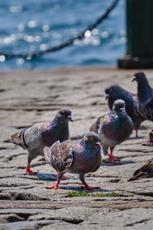 Istanbul, Turkey. Pigeons on the shores of the Bosphorus near Ortakoy Mosqueの写真素材