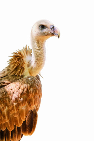 Big and predatory bird Griff on a white backgroundの写真素材