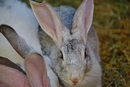 Rabbits on green grass in summer sunny dayの写真素材