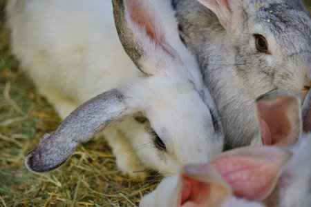 Rabbits on green grass in summer sunny dayの写真素材
