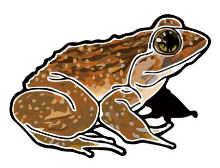 In this page, We offer the clip art of Namie frog in Okinawa, Japan.のイラスト素材