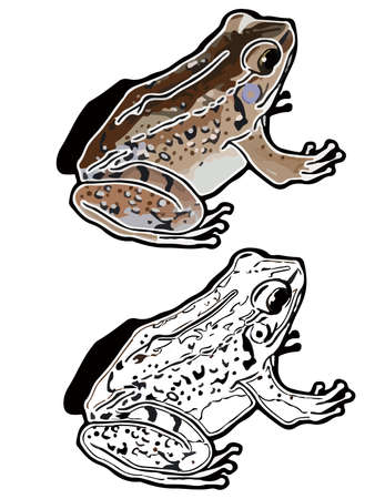 In this page, We offer the clip art of Holst's frog (Rana holsti) in Okinawa, Japan.のイラスト素材