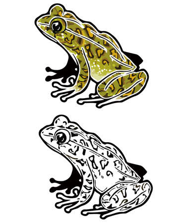 In this page, We offer the clip art of Okinawa river frog (Odorrana okinawae) in Okinawa, Japan.のイラスト素材
