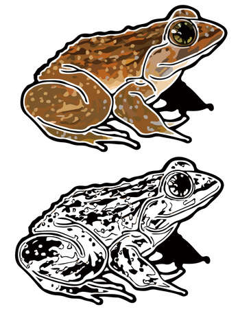 In this page, We offer the clip art of Namie frog in Okinawa, Japan.のイラスト素材
