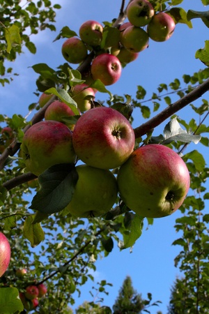 Apple treeの写真素材