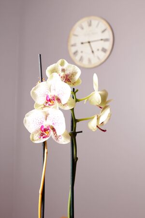 White orchideの写真素材