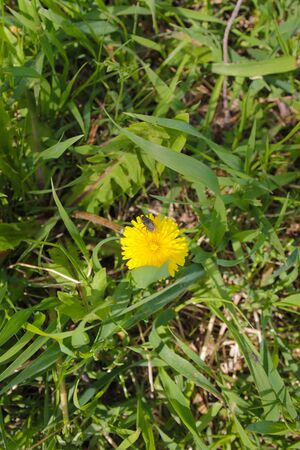 Insect on flowerの写真素材