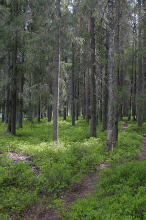 Forestの写真素材