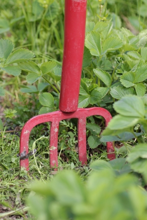 Red pitchforkの写真素材