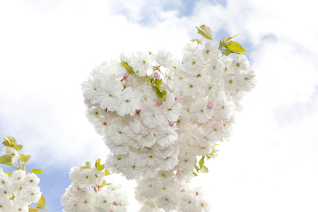 Appletree in bloomの写真素材